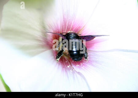 Schwarz carpenter Bee Pollen sammeln Stockfoto