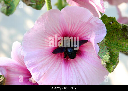 Schwarz carpenter Bee Pollen sammeln Stockfoto