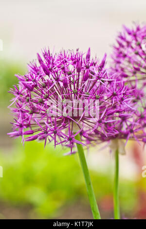 Lauch, Lila Blume Stockfoto