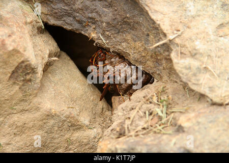 Wespen im Nest im Raum zwischen den Felsen Stockfoto