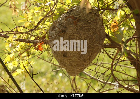 Großes Papier Wespennest hing im Baum Stockfoto