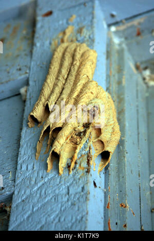 Der Schlamm dauber Wespennest an der Wand Stockfoto