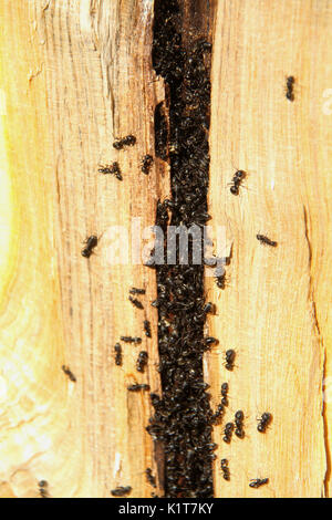 Ant Colony innen Baumstamm Stockfoto