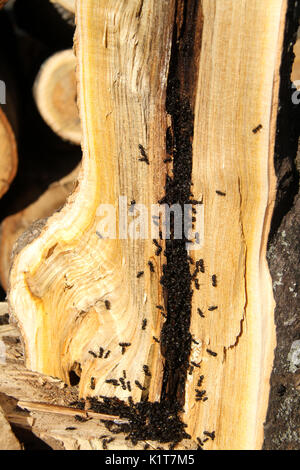 Ant Colony innen Baumstamm Stockfoto