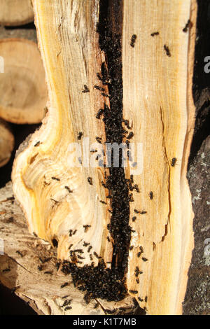 Ant Colony innen Baumstamm Stockfoto