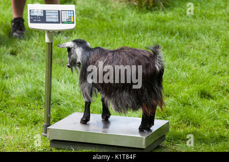 London, Großbritannien. 24 August, 2017. Zoowärter Datensatz die Gewichte der Zwergziegen im ZSL London Zoo als Teil des Zoo jährliche wiegen. Daten für mehr als Stockfoto