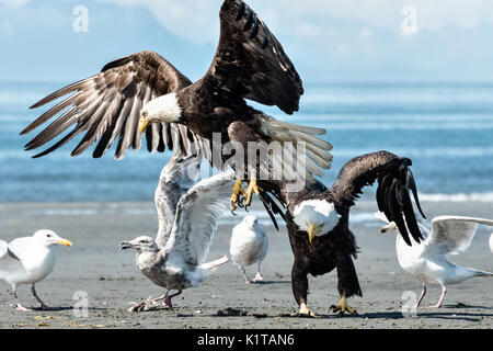 Ein Weißkopfseeadler ist verjagt durch ein größeres beherrschenden Adler, wie Sie über Fisch-reste am Strand, Anchor Point, Alaska kämpfen. Stockfoto