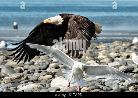 Ein Weißkopfseeadler schreckt ein Glaucous Möwen entlang der Strand bei Anchor Point, Alaska fliegt. Stockfoto