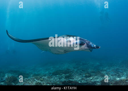 Ein Riff Manta Ray schwimmt in der Nähe der Reinigungsstation am Manta Point, Nusa Penida, vor der Küste von Bali. Stockfoto