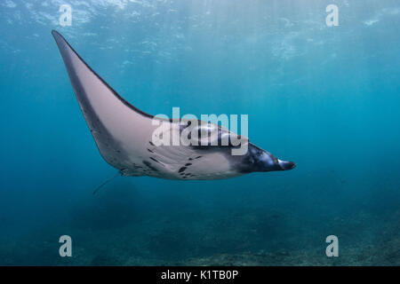 Ein Riff Manta Ray schwimmt in der Nähe der Reinigungsstation am Manta Point, Nusa Penida, vor der Küste von Bali. Stockfoto