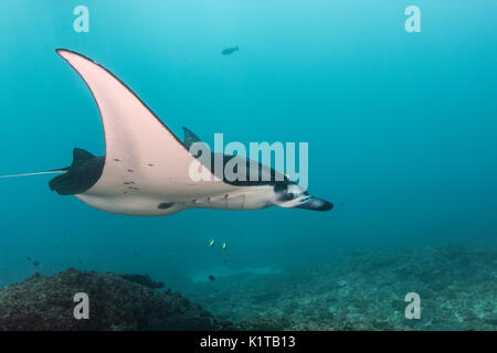 Ein Riff Manta Ray schwimmt in der Nähe der Reinigungsstation am Manta Point, Nusa Penida, vor der Küste von Bali. Stockfoto