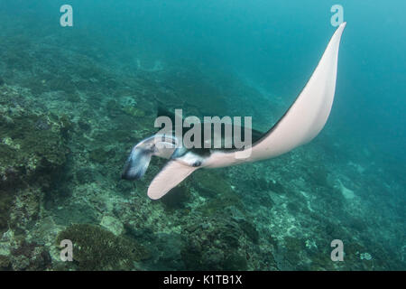 Ein Riff Manta Ray schwimmt in der Nähe der Reinigungsstation am Manta Point, Nusa Penida, vor der Küste von Bali. Stockfoto