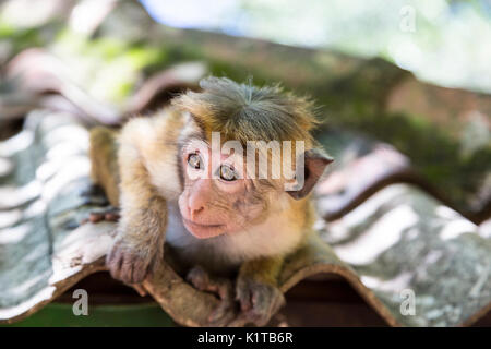 Eine toque macaque Affen Sitzstangen auf einem Dach für Lebensmittel scapes in der Anbieter Bereich an der Basis der Sigiriya Felsen fortess in Dambulla, Sri Lanka hoffen. Stockfoto