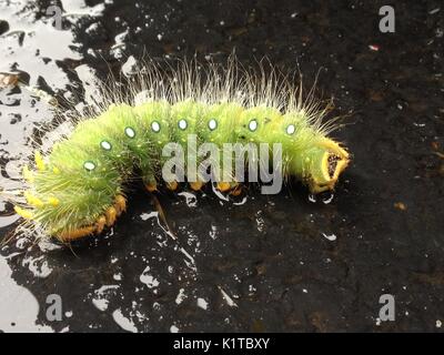 Larve Imperial Kiefer Motte/Eacles imperialis Riese Stockfoto