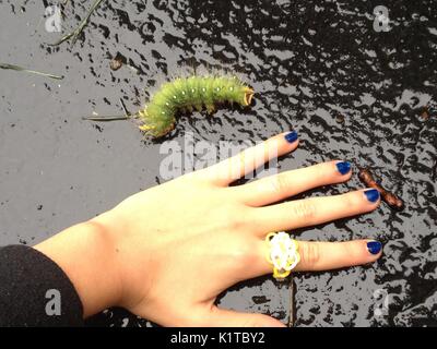 Larve Imperial Kiefer Motte/Eacles imperialis Riese Stockfoto