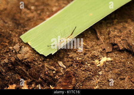 Tussock Motte Caterpillar Stockfoto