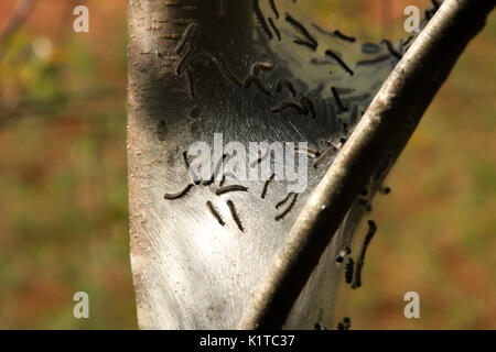 Zelt Raupen mit Nest am Baum Stockfoto