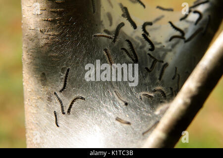 Zelt Raupen mit Nest am Baum Stockfoto