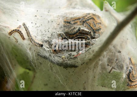 Zelt Raupen mit Nest am Baum Stockfoto