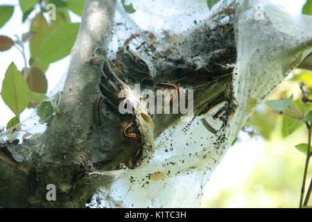 Zelt Raupen mit Nest am Baum Stockfoto