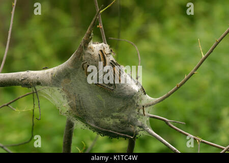 Zelt Raupen mit Nest am Baum Stockfoto