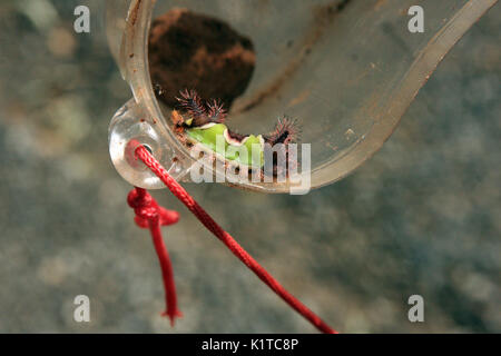 Saddleback Caterpillar Stockfoto