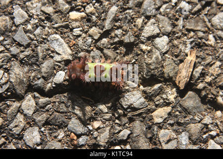 Saddleback Caterpillar Stockfoto