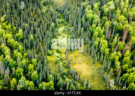 Muster der Vielfalt der Vegetation auf der Taiga in Alaska wachsende Stockfoto