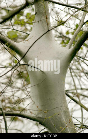 Zelt Raupen mit Nest am Baum Stockfoto