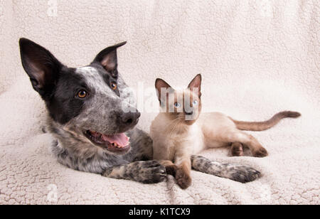 Adorably niedlichen Hund und Katze zusammen auf einer weichen Decke, mit Blick auf das Recht des Zuschauers Stockfoto