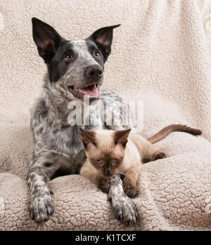 Junger Hund und Katze, liegend auf einer weichen Decke Stockfoto