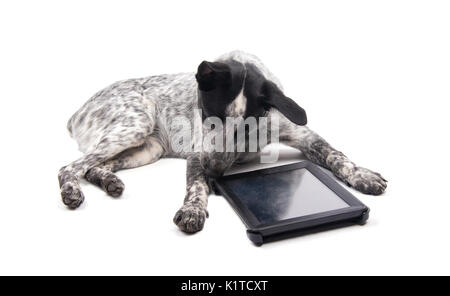 Spotted Dog liegend, an einem Computer tablet aufmerksam zu suchen, auf Weiß Stockfoto