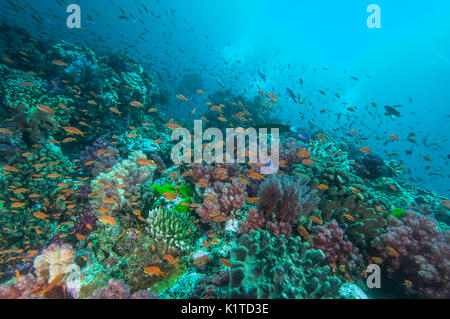 Ein Riff von Weich- und Hartkorallen mit Schulen der Fische in Fidschi. Stockfoto