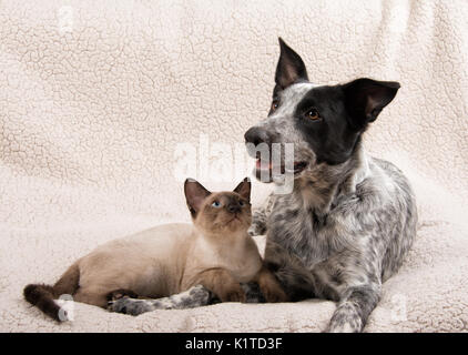 Junge Katze und Hund liegen Seite an Seite mit Katze am Hund suchen Stockfoto