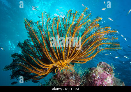Eine Feder Stern mit Waffen in die aktuelle erweiterte auf einem Riff in Fidschi. Stockfoto