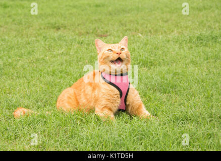 Stattliche ginger tabby Katze in einem rosa Kabelbaum auf grüner Sommer Gras, miauen Stockfoto