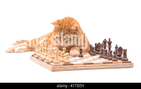 Ginger tabby Katze aufmerksam beobachtet seine Stücke auf einem Schachbrett, isoliert auf weißem Stockfoto