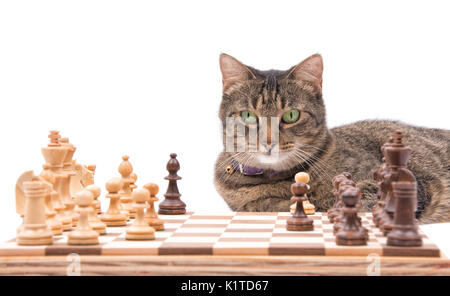 Braun tabby Katze auf einem Schachbrett, auf Weiß Stockfoto