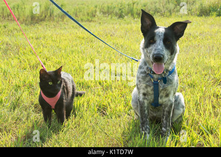 Schwarze Katze und eine gefleckte Welpen an der Leine gegen Sunny grüner Hintergrund Stockfoto