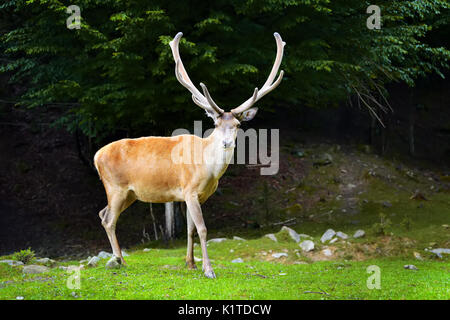 Enge junge männliche Hirsche im Sommer Wald Stockfoto