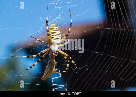 Bunte schwarz und gelb Wasp spider Argiope Bruennichi essen eine Beute (Grasshopper) im Web. Dorsal anzeigen Stockfoto