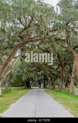 Kleinen Feldweg oder auf der Straße mit hoch aufragenden live Eichen in ländlichen Sumpter County, Florida, USA. Stockfoto