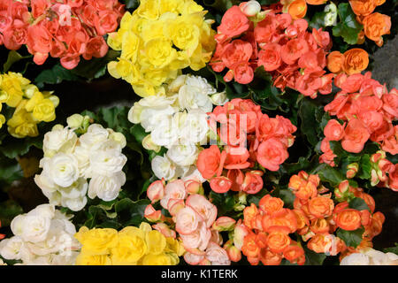 Ein Hintergrund der verschiedenen farbigen Rosen in Sträuße arrangiert. Stockfoto