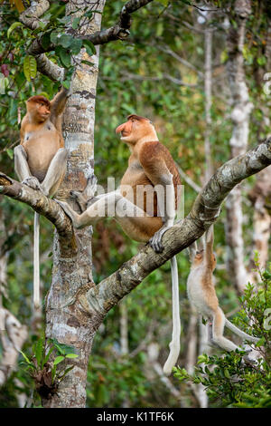 Familie von nasenaffen Sitzen auf einem Baum in der wilden grünen Regenwald auf Borneo Insel. Die proboscis Affen (Nasalis larvatus) oder Spitzzange mon Stockfoto