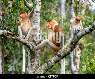 Familie von nasenaffen Sitzen auf einem Baum in der wilden grünen Regenwald auf Borneo Insel. Die proboscis Affen (Nasalis larvatus) oder Spitzzange mon Stockfoto