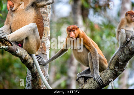 Familie von nasenaffen Sitzen auf einem Baum in der wilden grünen Regenwald auf Borneo Insel. Die proboscis Affen (Nasalis larvatus) oder Spitzzange mon Stockfoto