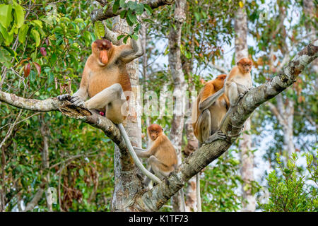 Familie von nasenaffen Sitzen auf einem Baum in der wilden grünen Regenwald auf Borneo Insel. Die proboscis Affen (Nasalis larvatus) oder Spitzzange mon Stockfoto