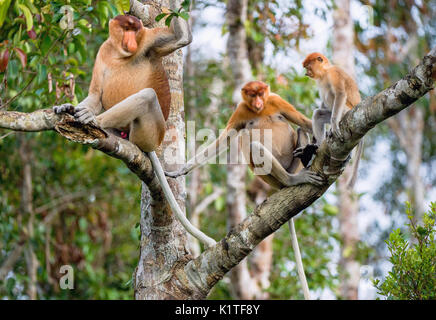 Familie von nasenaffen Sitzen auf einem Baum in der wilden grünen Regenwald auf Borneo Insel. Die proboscis Affen (Nasalis larvatus) oder Spitzzange mon Stockfoto