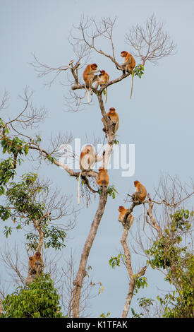 Familie von nasenaffen Sitzen auf einem Baum in der wilden grünen Regenwald auf Borneo Insel. Die proboscis Affen (Nasalis larvatus) oder Spitzzange mon Stockfoto