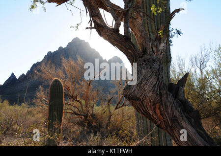 Ironwood Forest National Monument, Sonoran Wüste, Eloy, Arizona, USA. Stockfoto